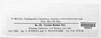 Puccinia menthae image